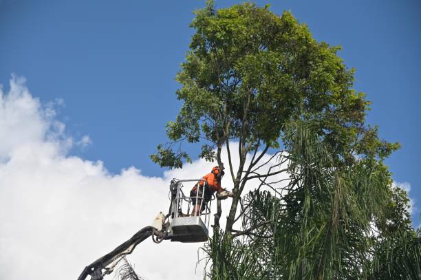 Best Commercial Tree Removal  in Sleepy Hollow, IL